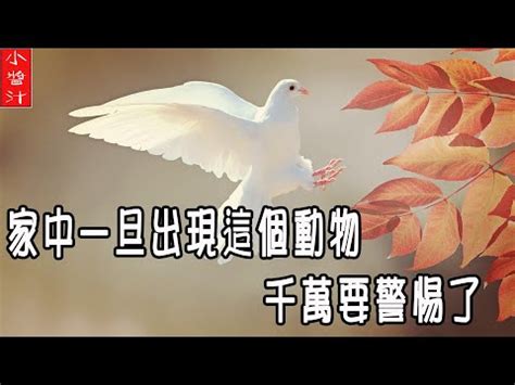 蜈蚣入宅|家中見蜈蚣的5大含義